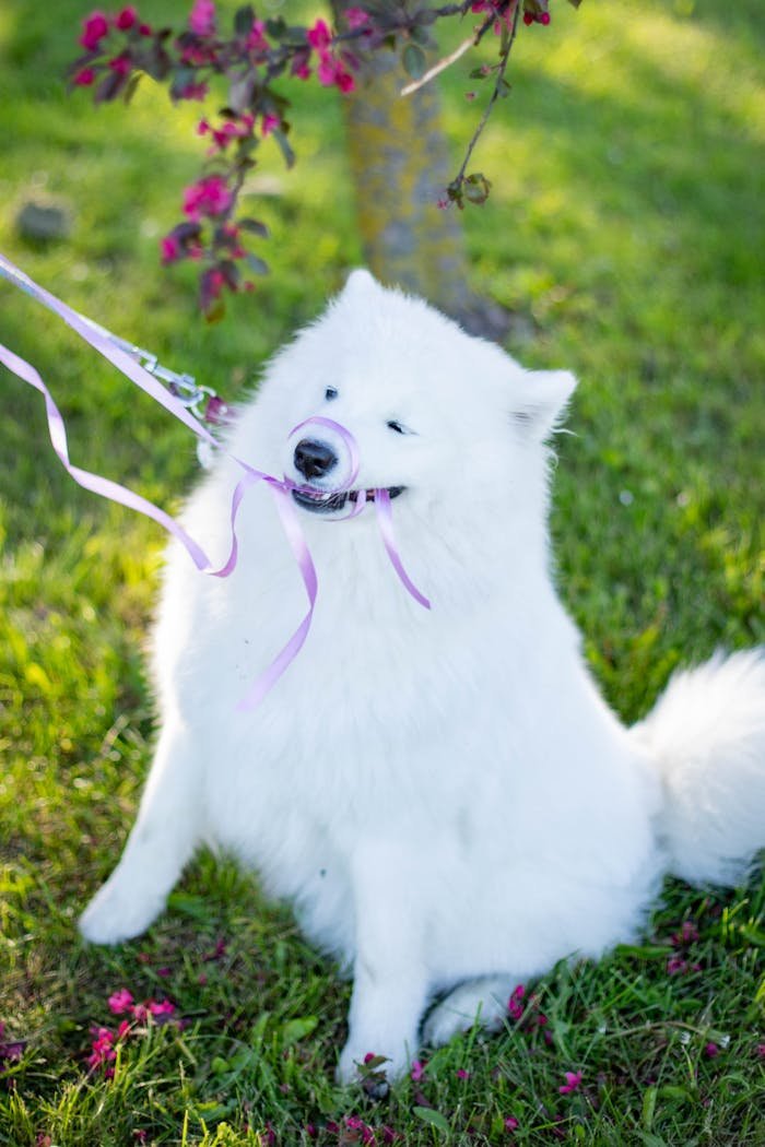 White Furry Dog Sitting on Lawn Biting Purple Ribbon